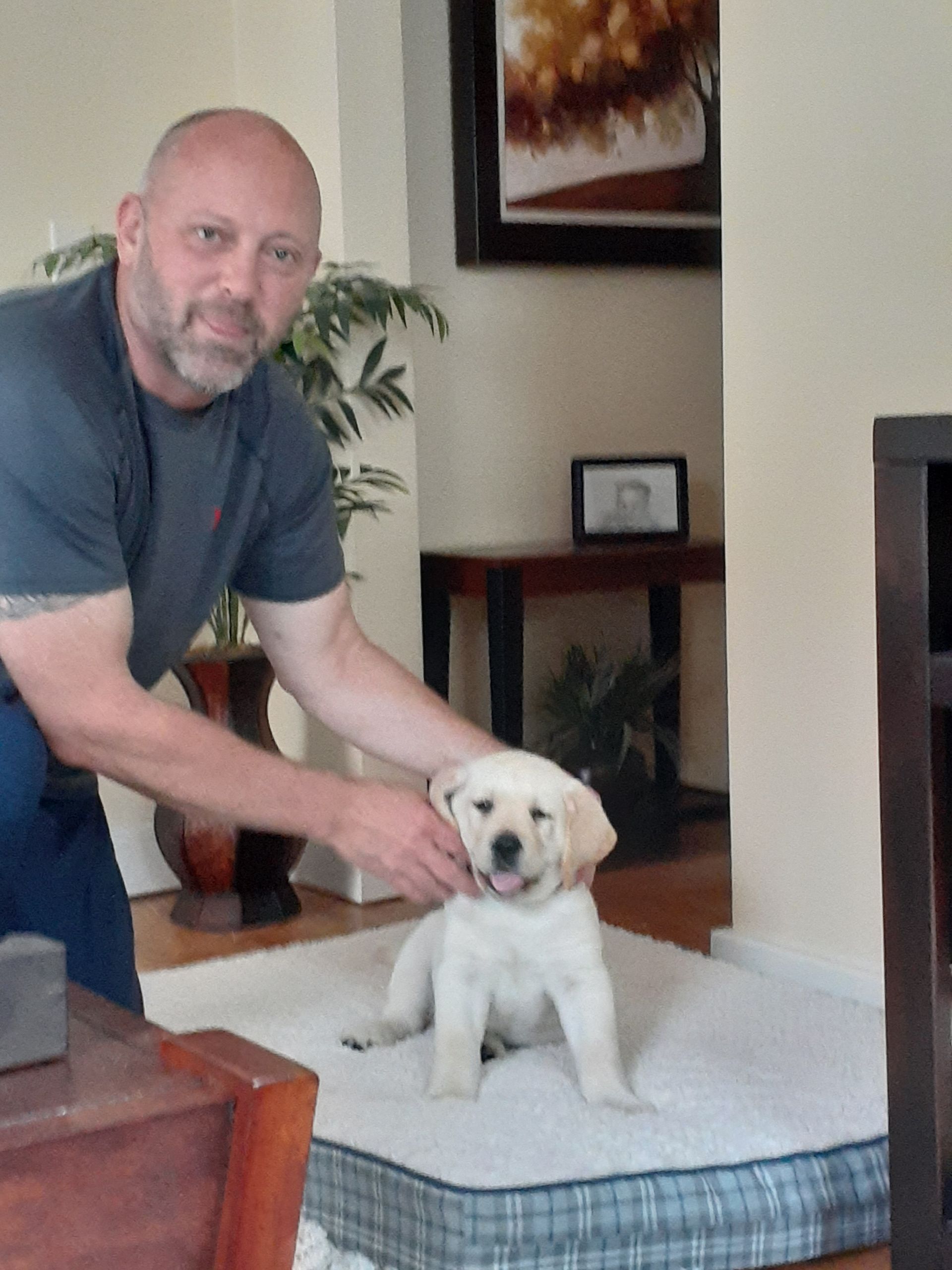 Man petting a yellow Labrador puppy sitting on a dog bed in a living room.
