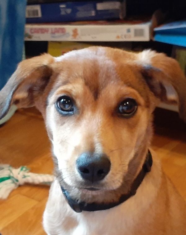 Tan and white dog with floppy ears, looking at the camera with a black collar.