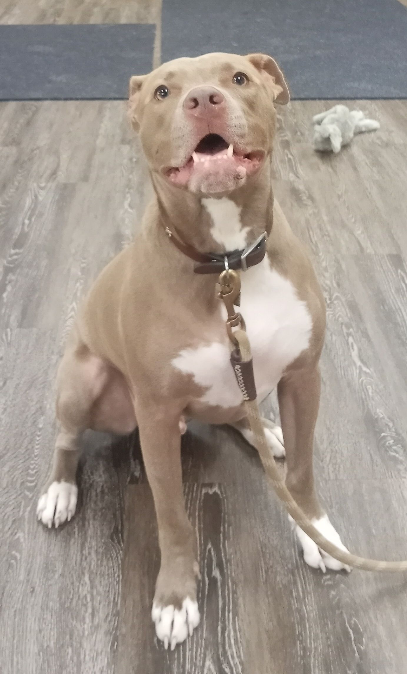 Tan and white Pitbull sitting, looking up with mouth open. Wearing a collar and leash on a wood floor.