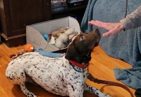 A white and brown spotted dog lies on a wooden floor, looking up at a person's outstretched hand.