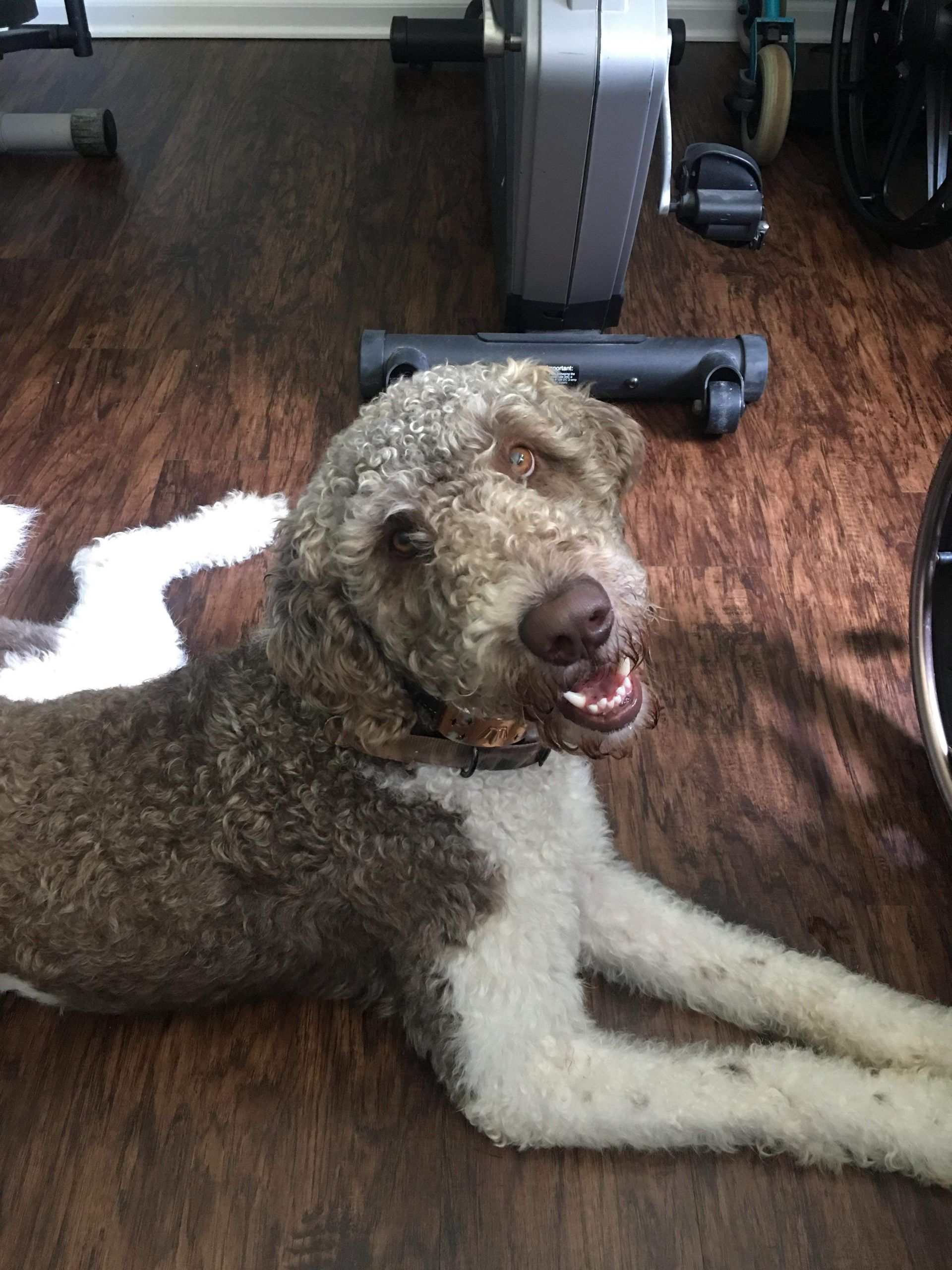 Dog with brown and white fur lying on a wooden floor near exercise equipment. Smiling face.