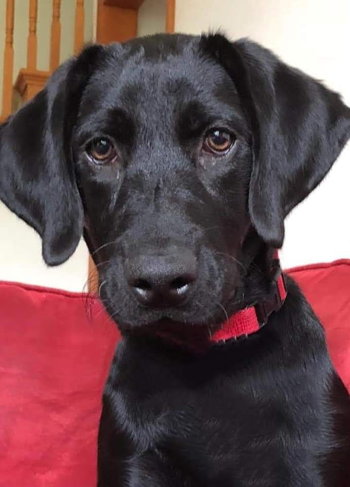 Black Labrador Retriever with brown eyes wearing a red collar, sitting on a red couch.