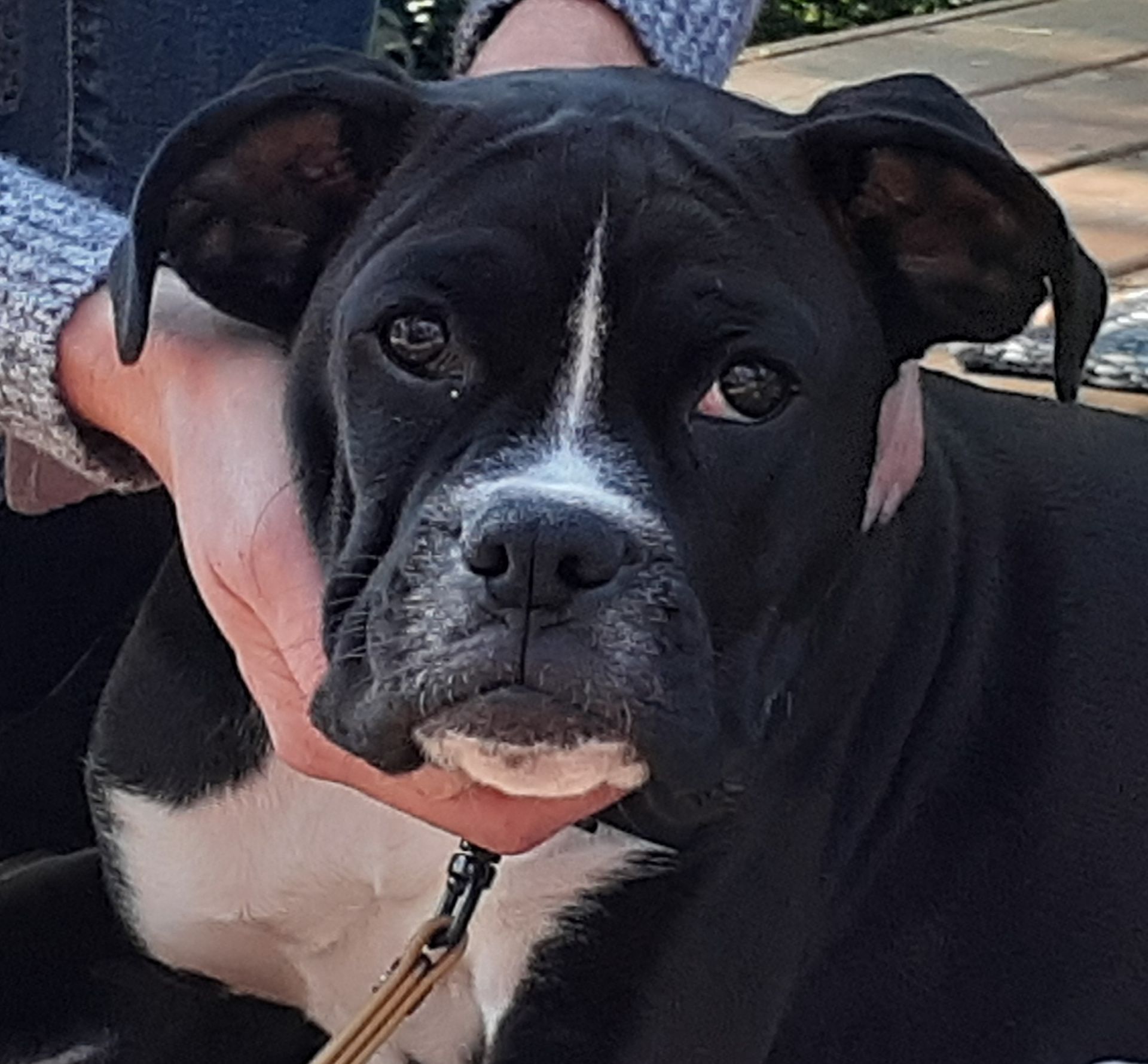 Black and white dog with floppy ears, held by a person. Dog looks directly at the camera.