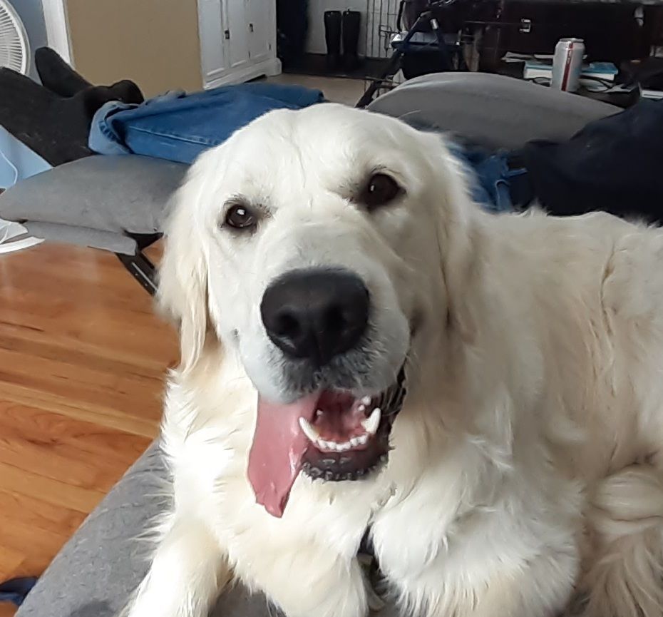 Golden retriever with a pink tongue, panting and looking at the camera.