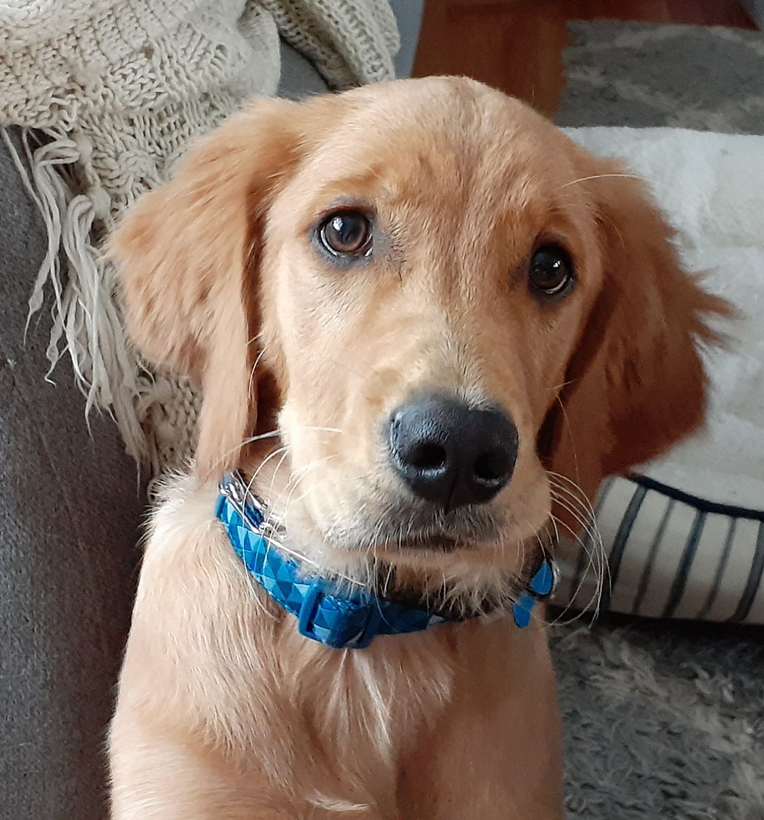 Golden retriever puppy wearing a blue collar, looking at the camera.