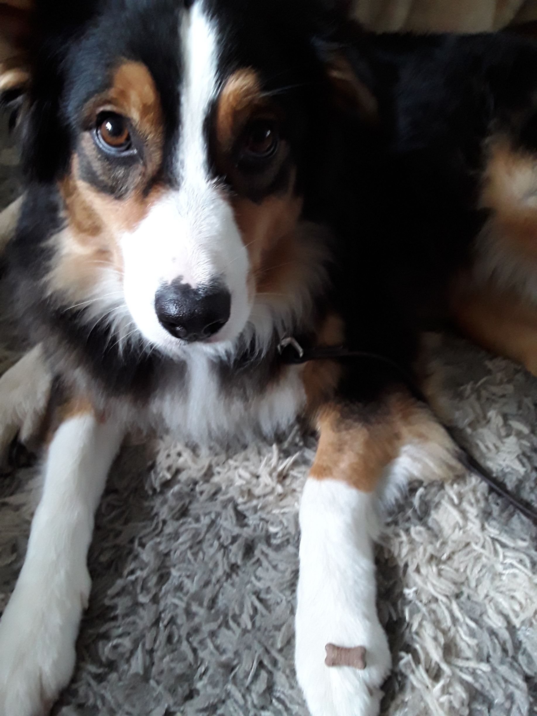 Tricolor Border Collie lying on a textured surface, looking at the viewer.