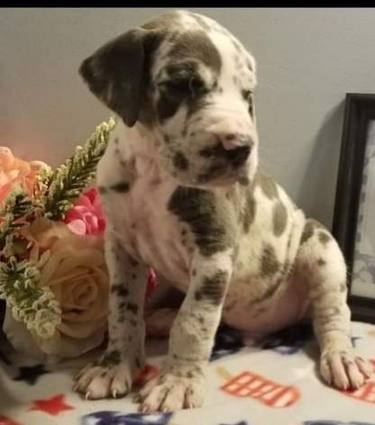 Harlequin Great Dane puppy sitting, white with grey spots, near flowers, looking forward.