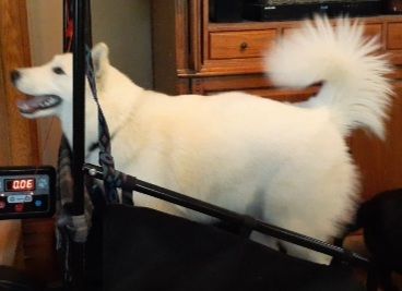 White dog on a treadmill, mouth open, tail curled. A digital display is visible.