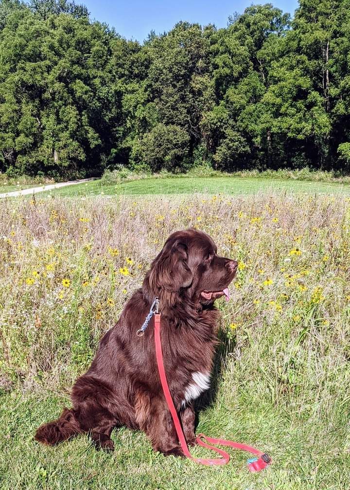 Brown Newfoundland dog sitting in a field, looking right, with a red leash. Trees and a path in the background.
