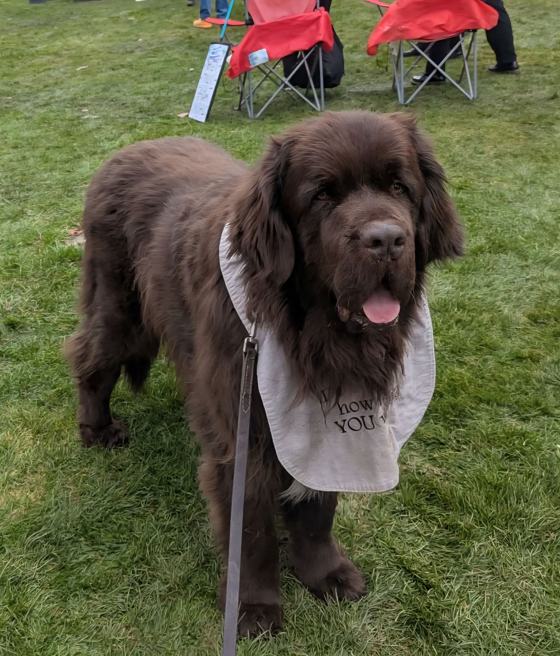 Newfoundland named Emmett