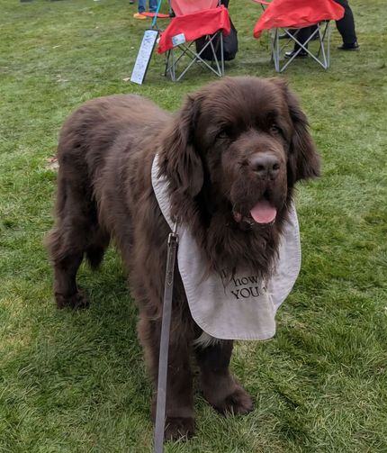 A brown Newfoundland dog stands on grass, wearing a light-colored drool bib around its neck.