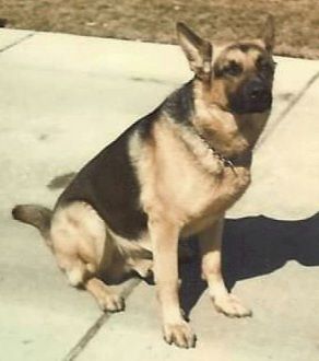 German Shepherd dog, black and tan, sitting on concrete, looking right.