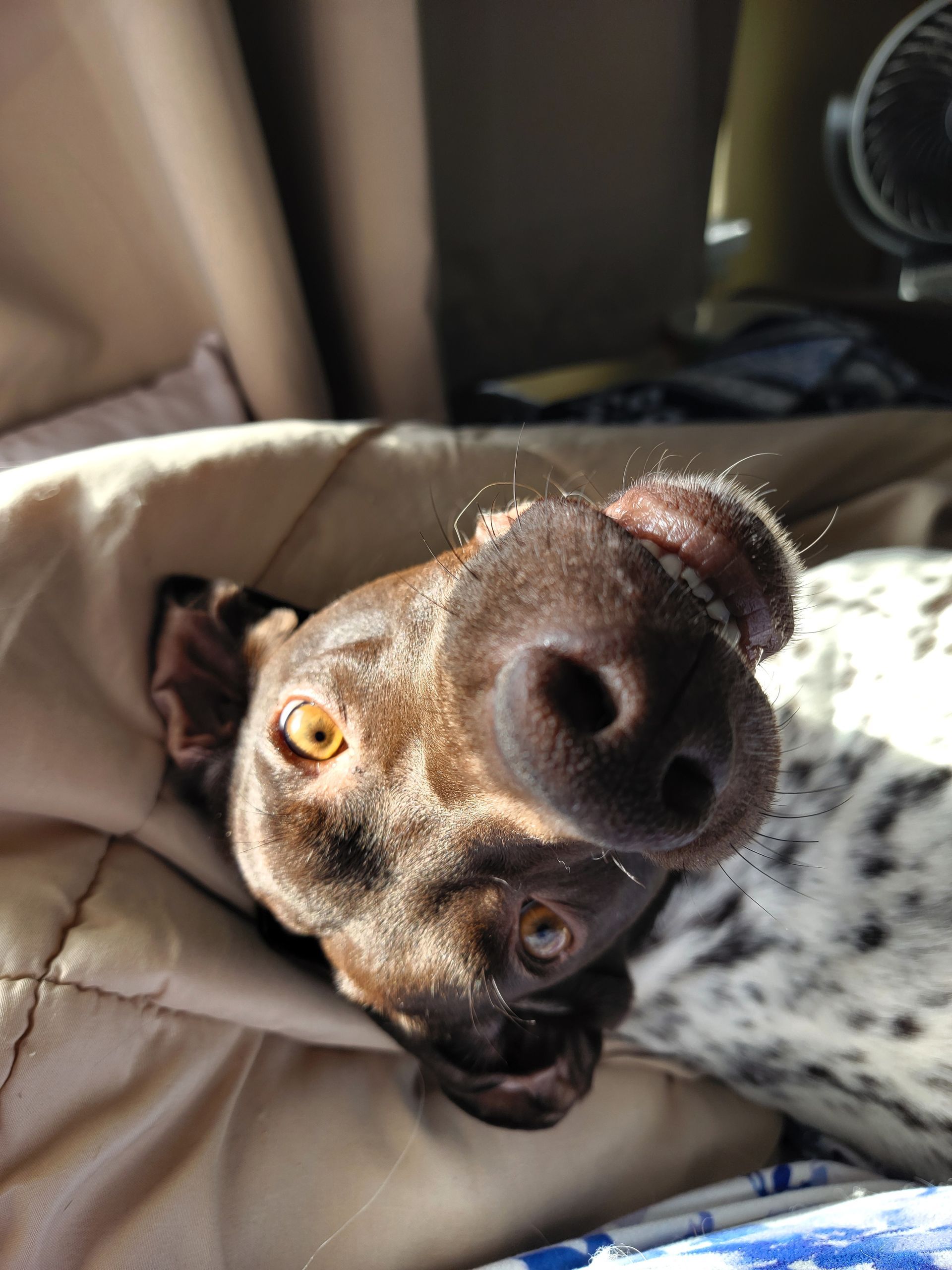 Brown dog with golden eyes, nose close to camera, lying on a couch.