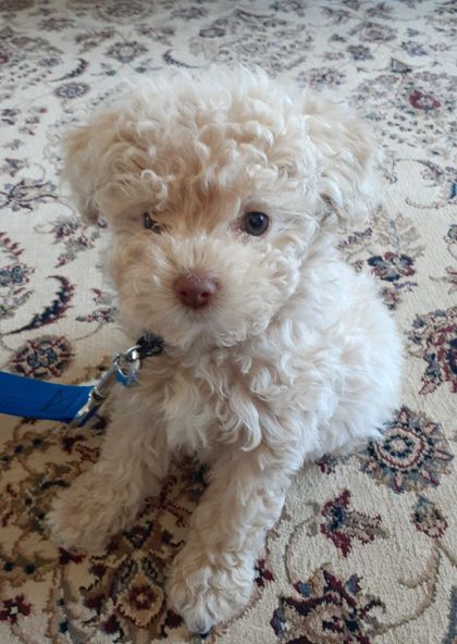 Grace the baby poodle
