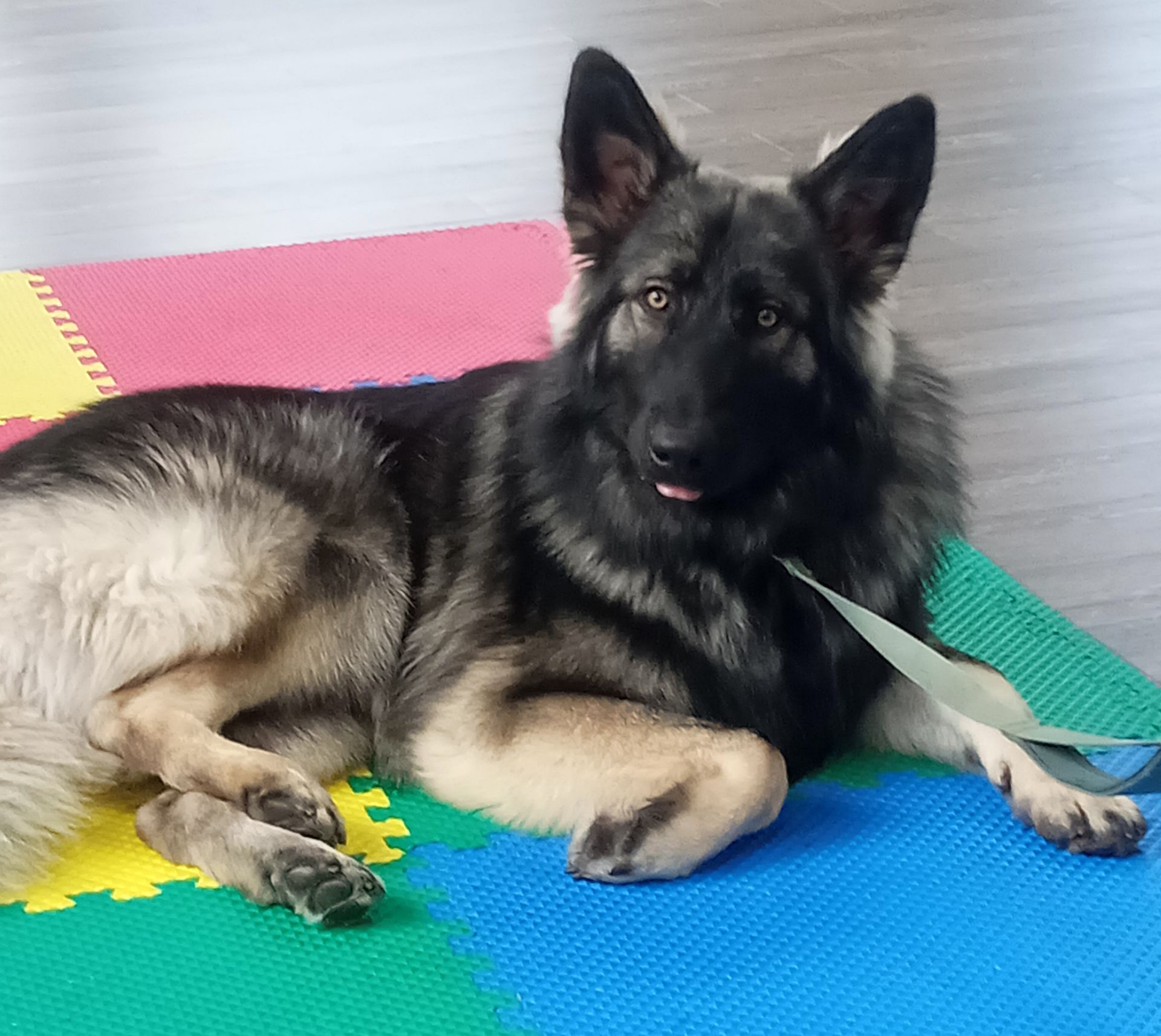 German Shepherd dog laying on colorful floor tiles with tongue sticking out.