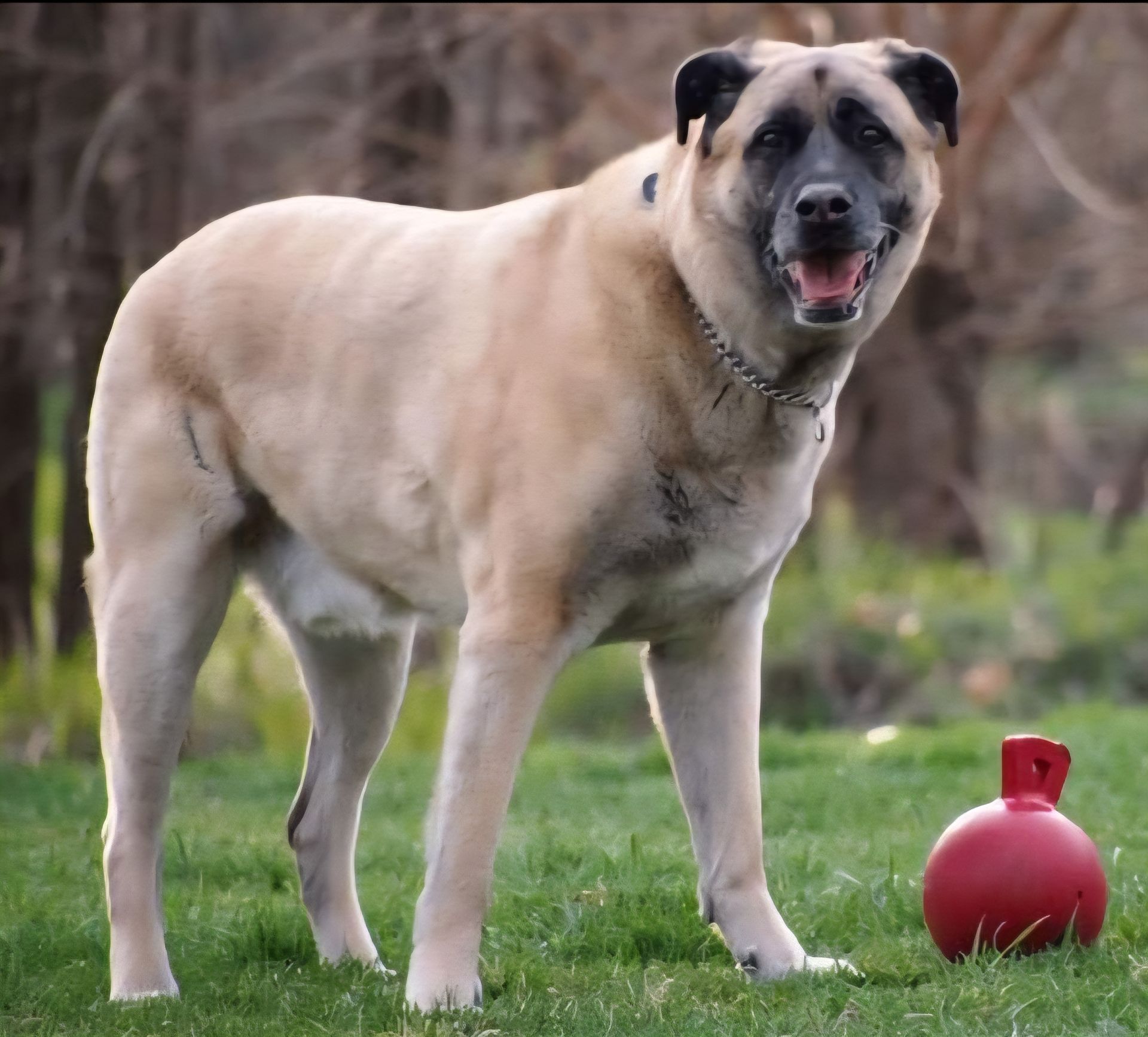 Anatolian Shepherd Dog taking a break from his Service Dog duties