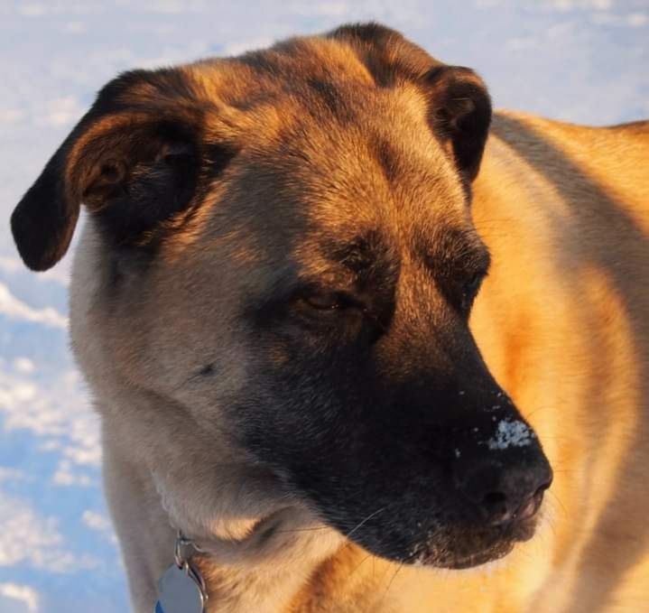 Tan and black dog looking slightly to the side with snow on its nose; in snowy outdoor setting.