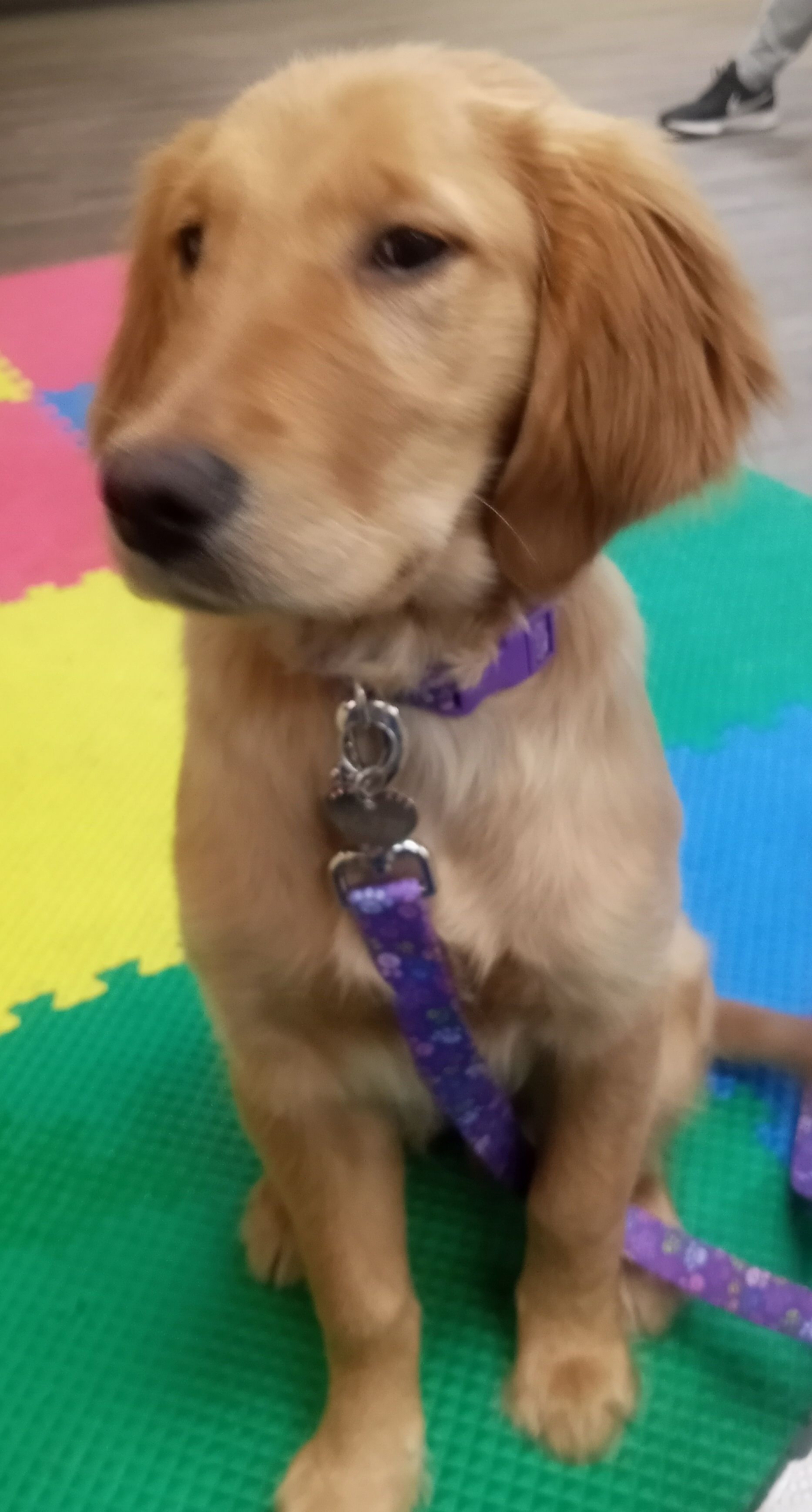 Golden retriever puppy, seated, wearing purple collar and leash. Leaning slightly, looks to the left.