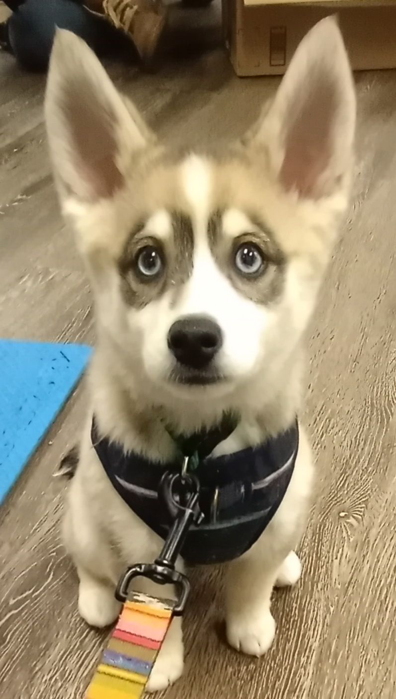 Fluffy puppy with blue eyes, wearing a harness and leash, sitting and looking up.