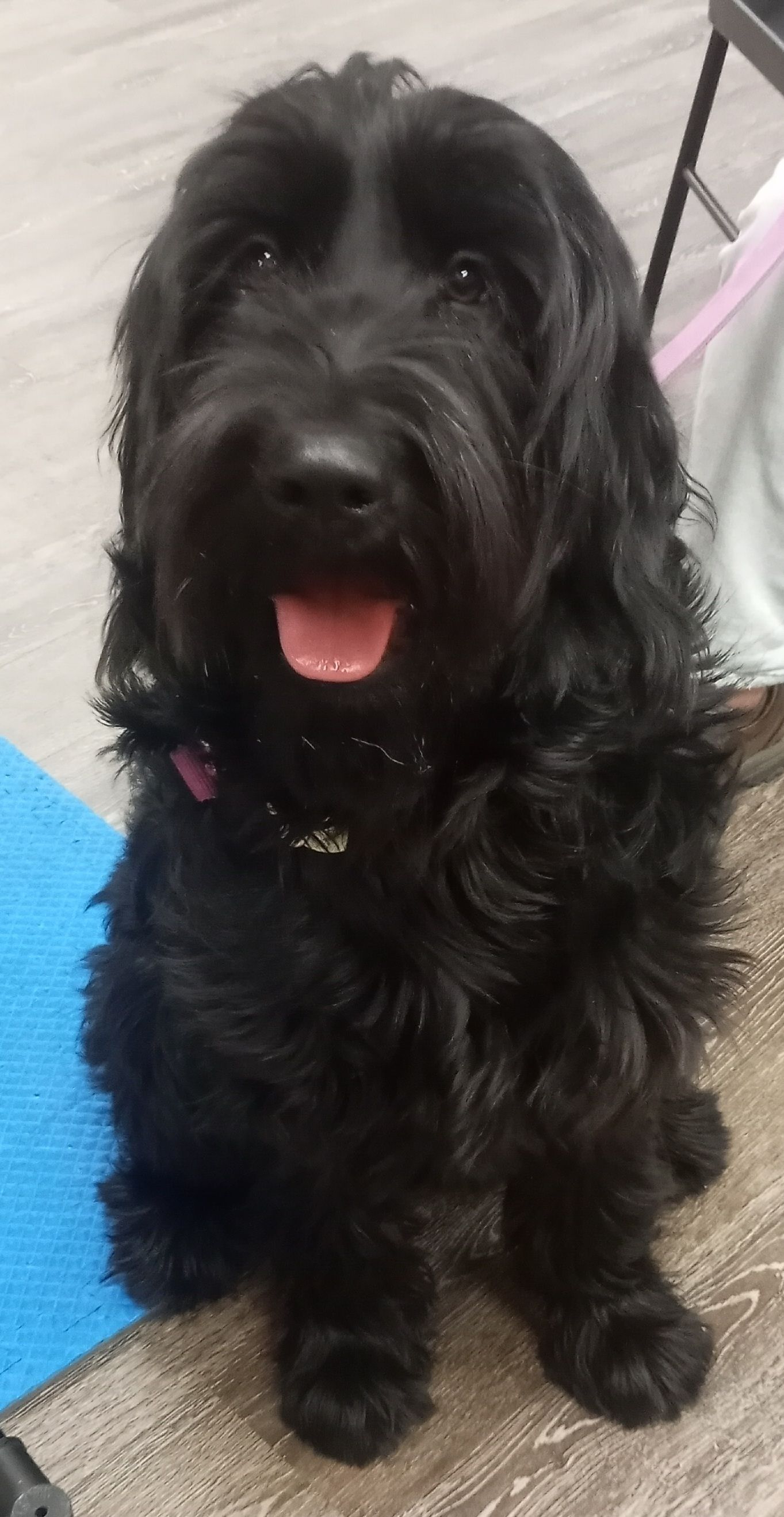 Black fluffy dog with a pink tongue, sitting on a wooden floor, looking forward.