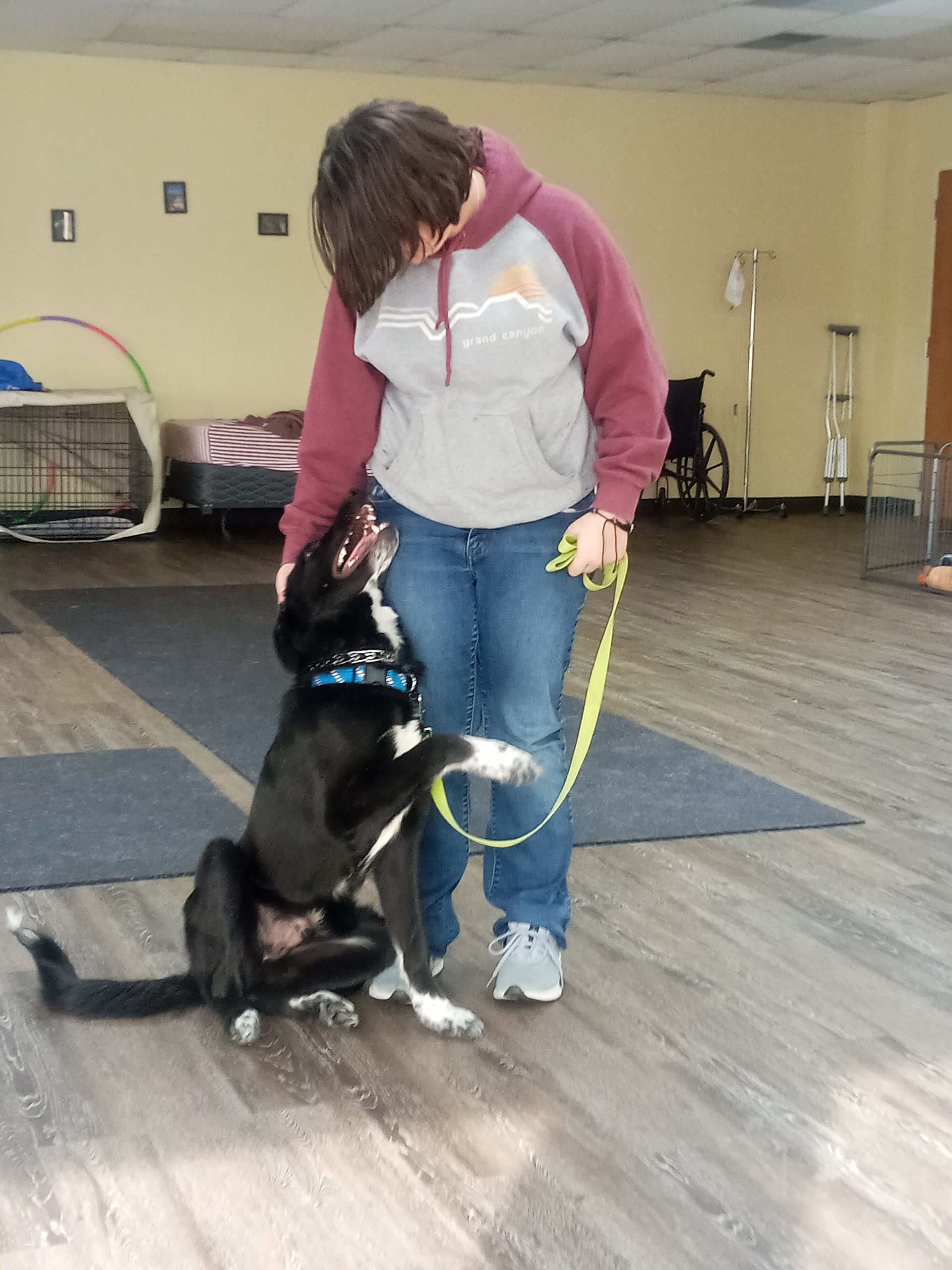 Person in hoodie petting a black and white dog that is sitting and raising a paw indoors.