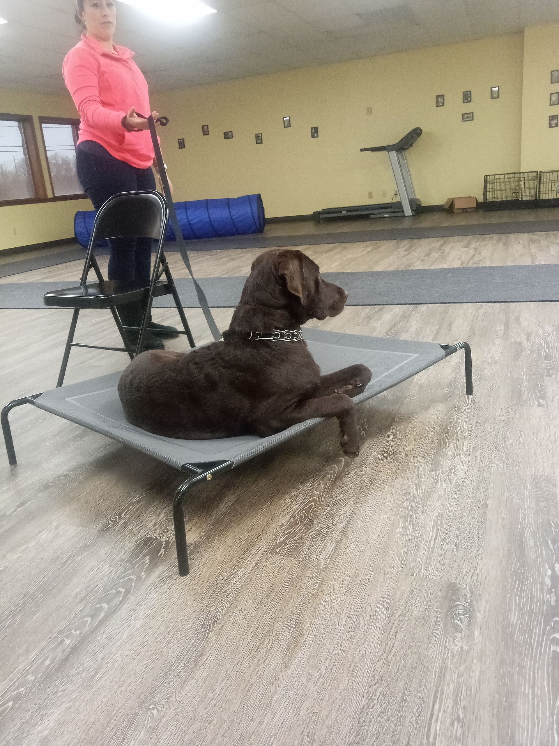 Dog on a raised bed in a room, with a person holding a leash.