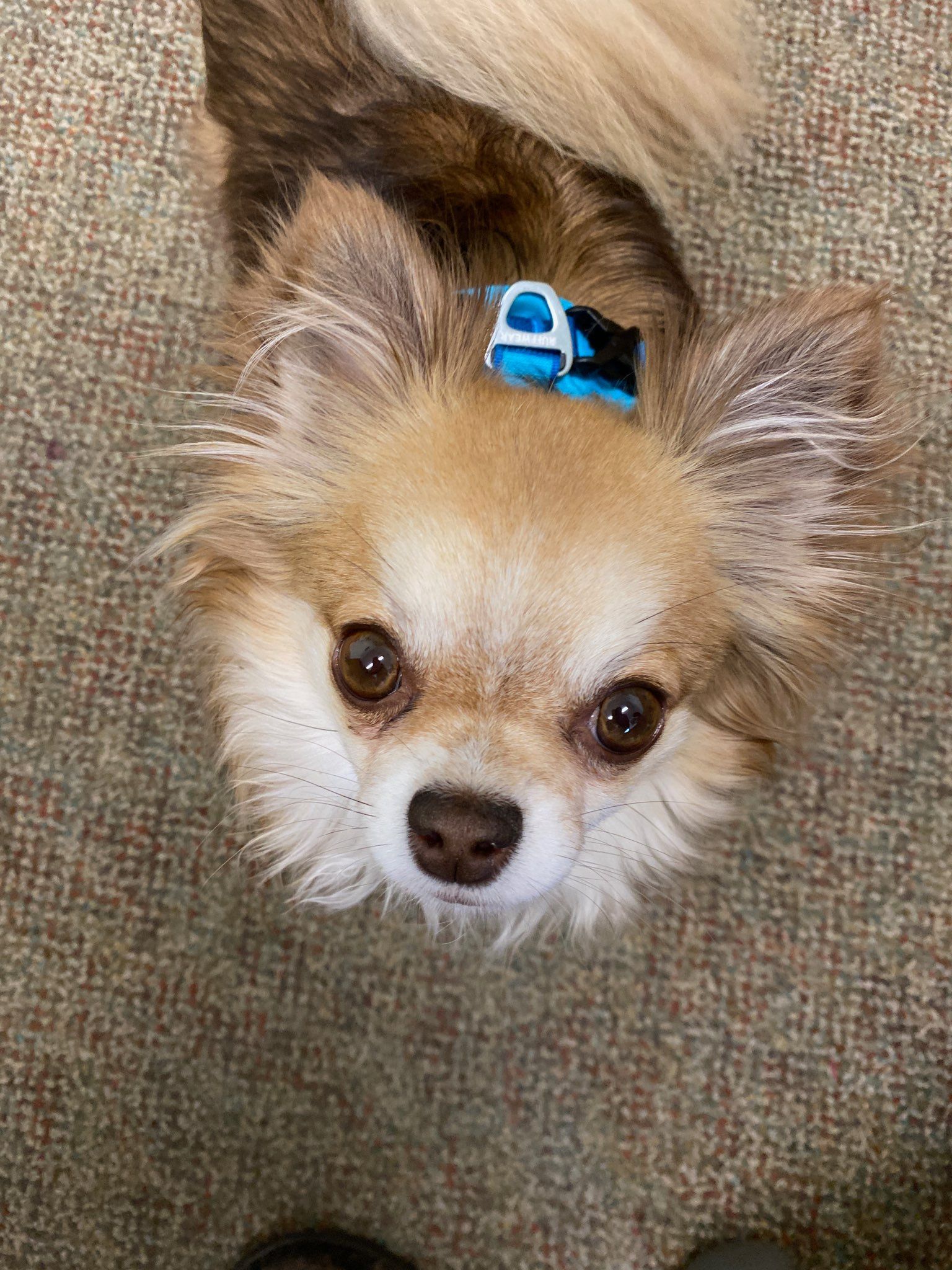 Tan and brown Chihuahua looking up with a blue bow, on a brown carpet.