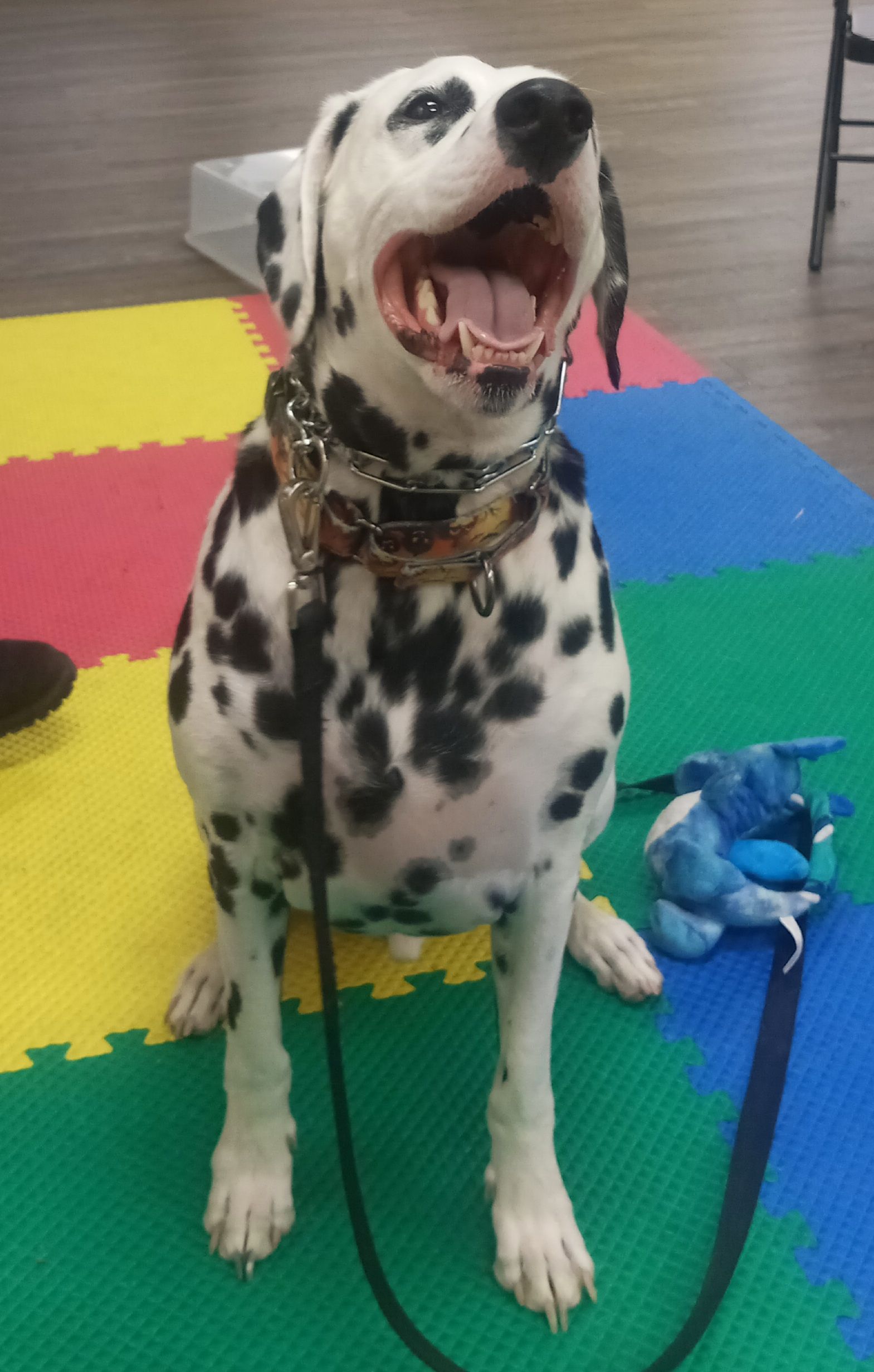 Dalmatian dog sitting with mouth open, wearing a collar, on a colorful floor with a toy.