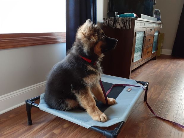 A German Shepherd puppy with a red collar sits on a raised, light blue pet cot in a room with hardwood floors.