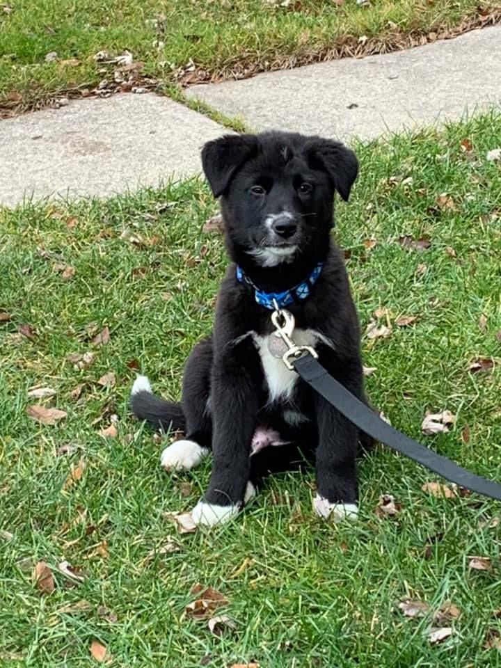 Black puppy with white markings on chest and paws sits on grass, wearing a blue collar and leash.