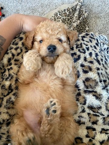 Golden-brown puppy lying on its back on a leopard print blanket. It has its paws up and looks relaxed.