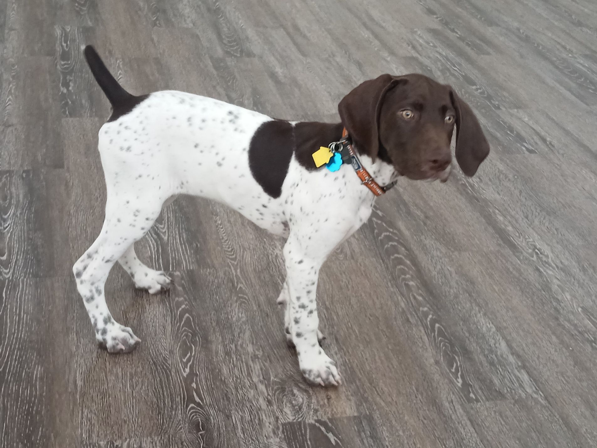 Dog with white and brown spotted coat stands on a wood-look floor.
