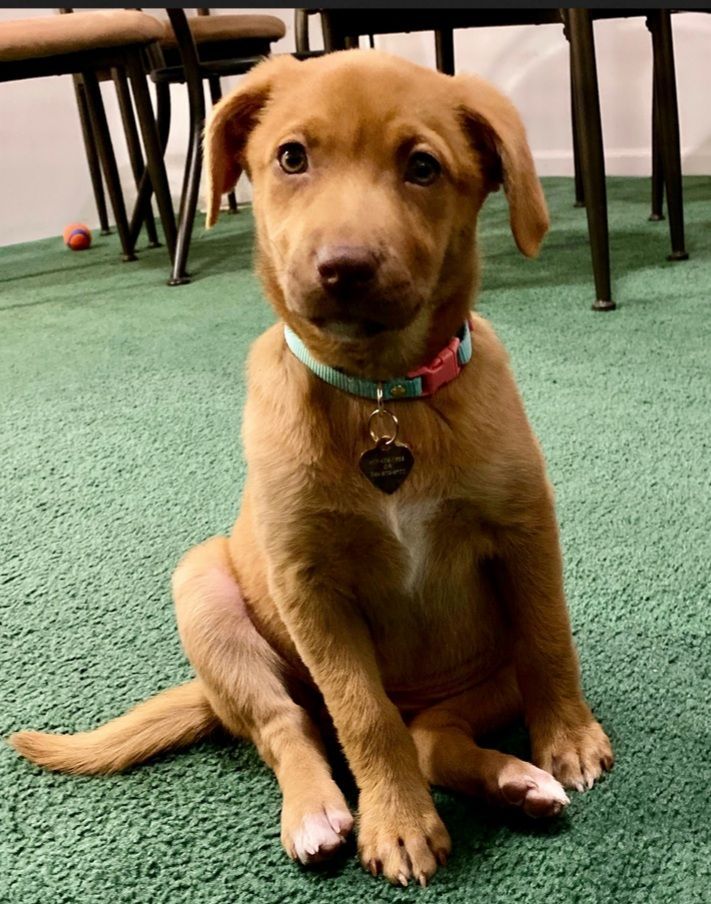 Brown puppy sitting on green carpet, wearing a colorful collar.