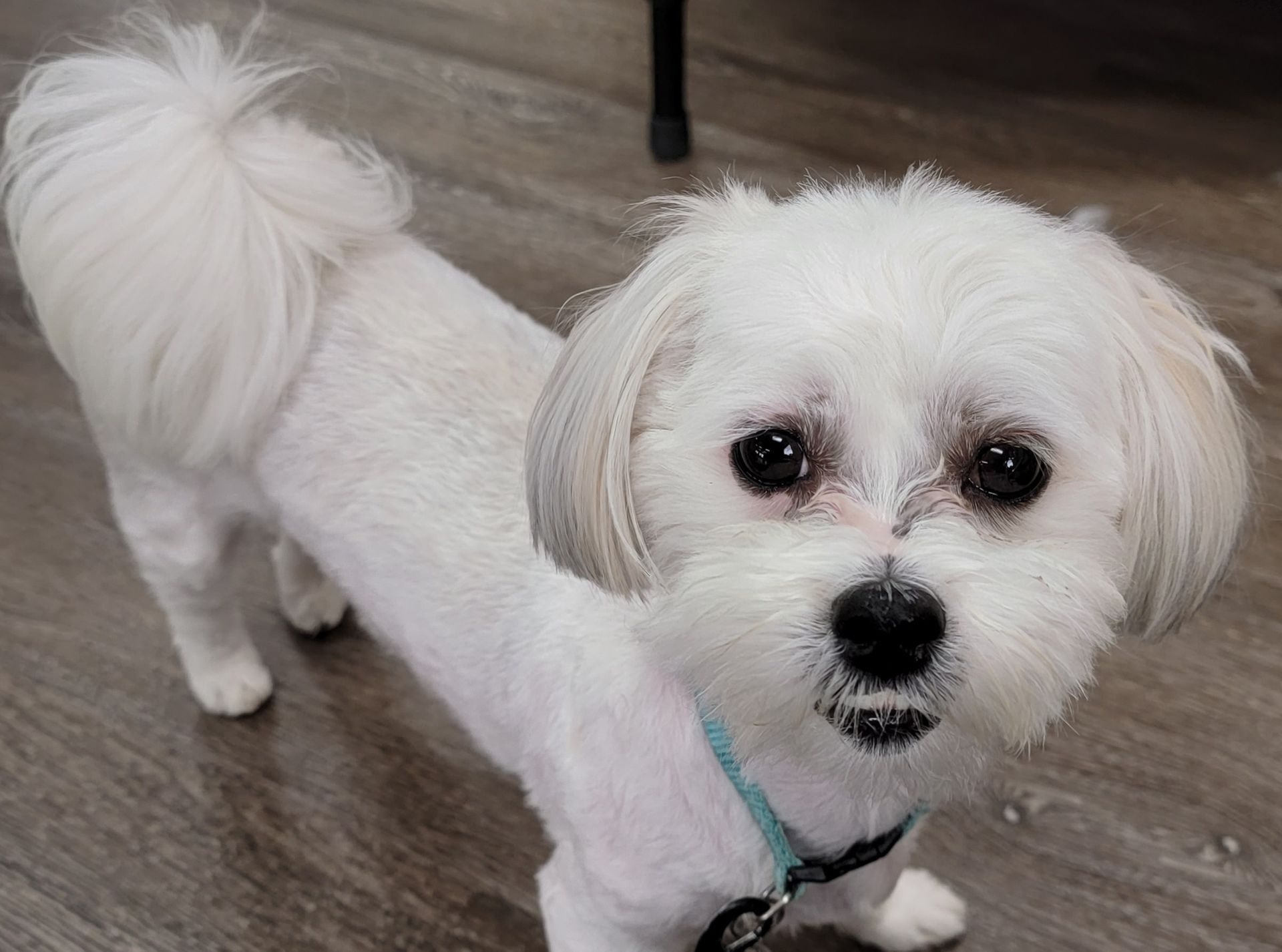 White dog with a short haircut, wearing a blue collar, standing indoors, looking at the camera.