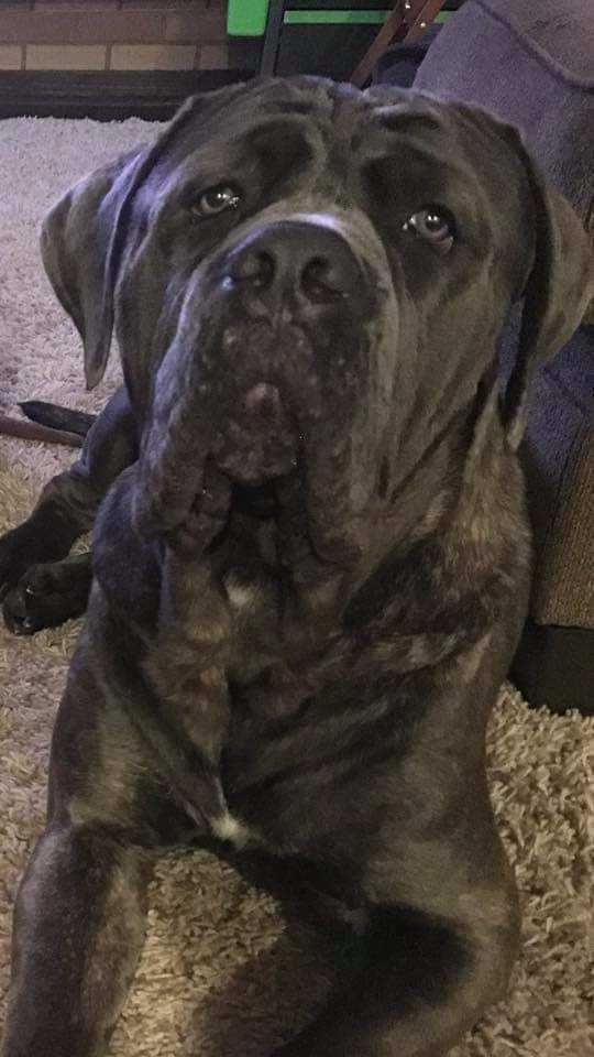Brindle Cane Corso dog looking up with a gentle expression.
