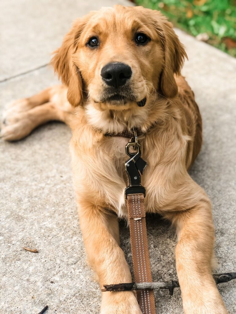 Golden retriever puppy lying on pavement, looking at the camera. Wearing a leash.