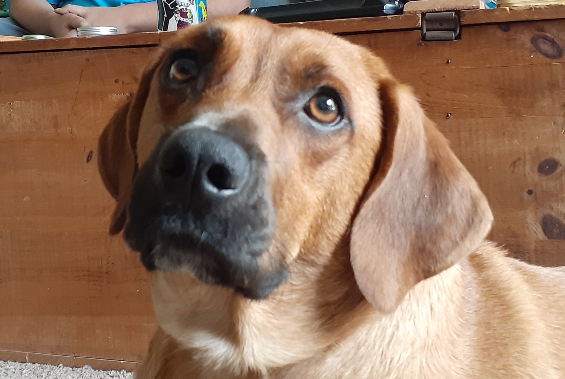 Brown dog with floppy ears looking up, brown eyes, black nose, against a wooden background.