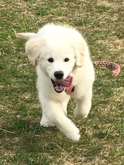 A happy, light-colored puppy runs across a grassy field with its mouth open and tongue out.