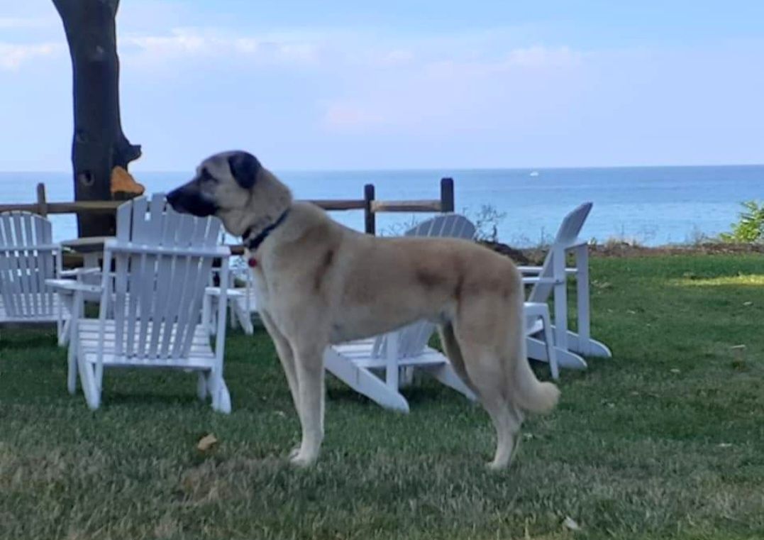 Dog standing on grass with beach and chairs in background.