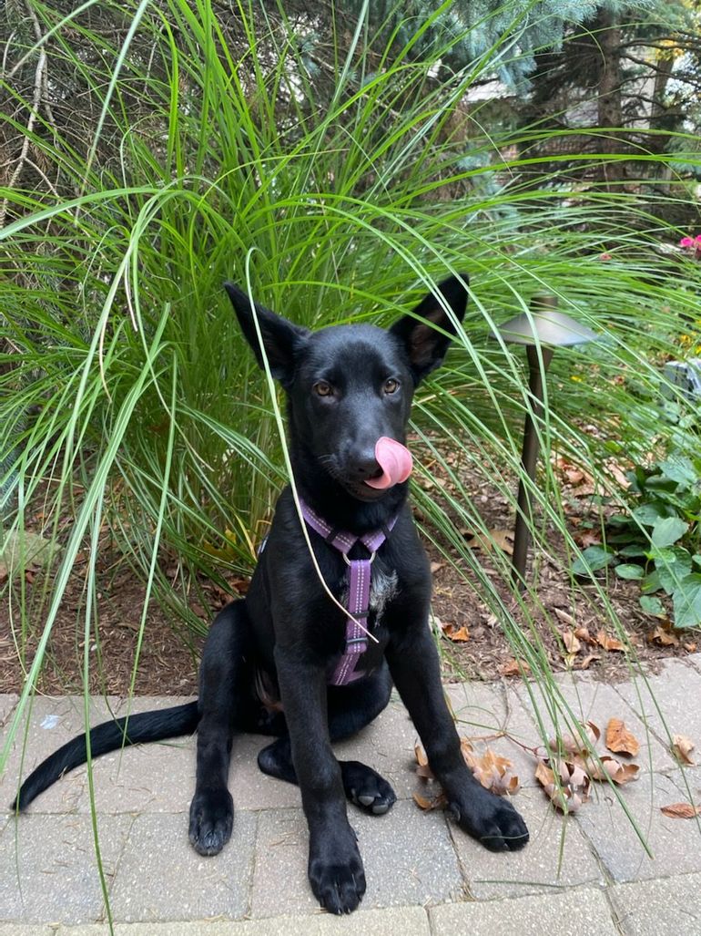 Black dog with pink harness licks its nose while sitting on a brick patio in front of tall grass.