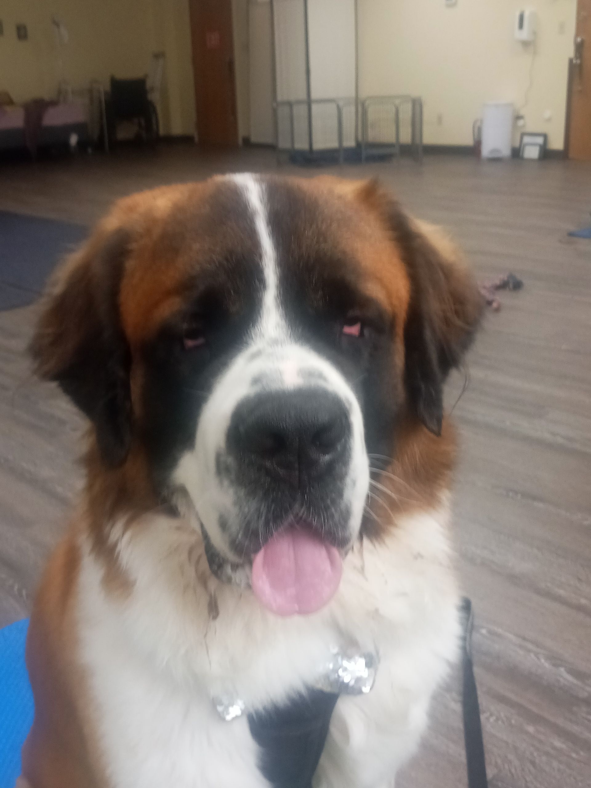 Saint Bernard dog with brown, white, and black fur, pink tongue, inside a room.
