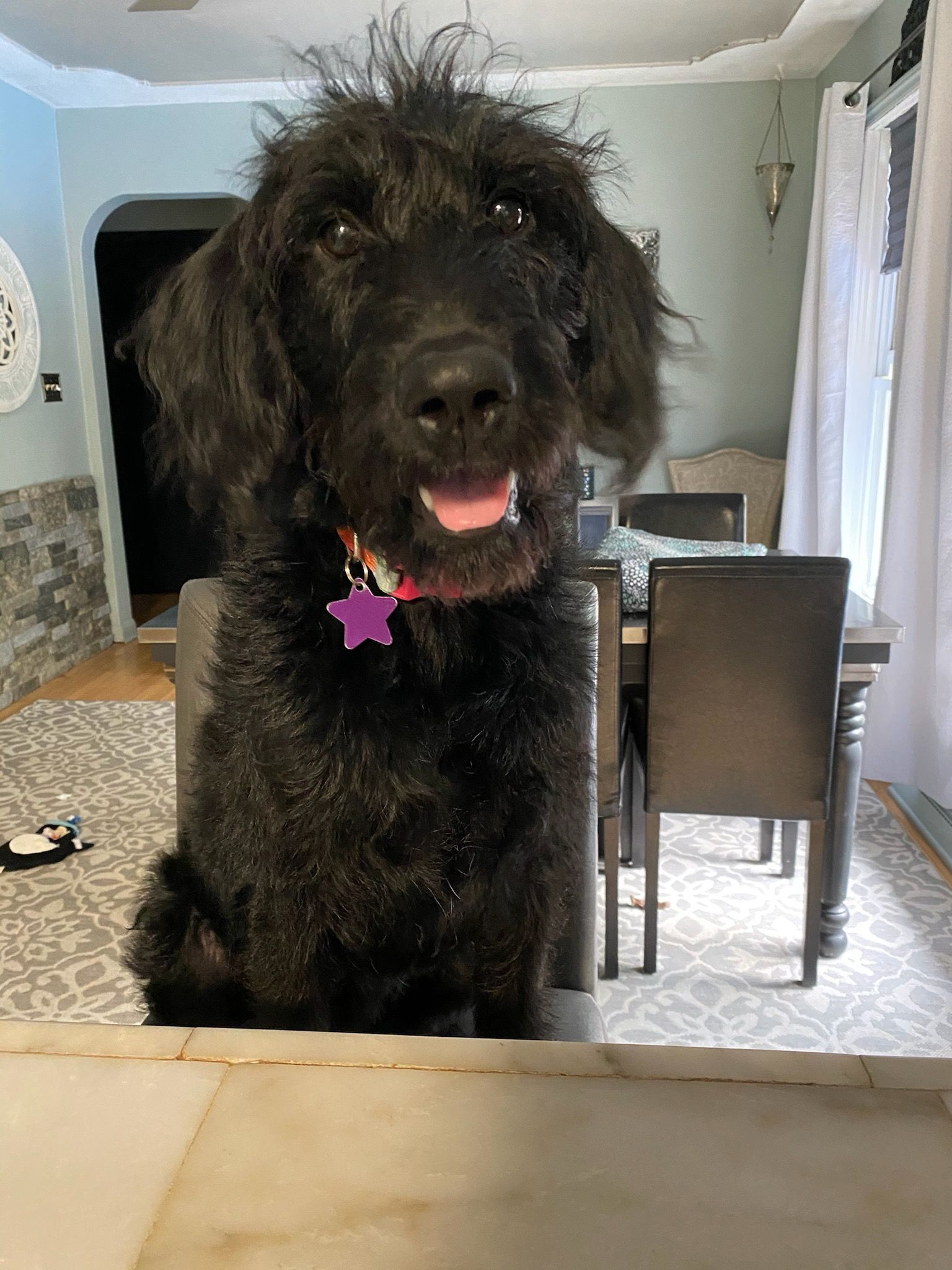 Black, fluffy dog wearing pink collar and star tag, sitting at a dining table with tongue out.