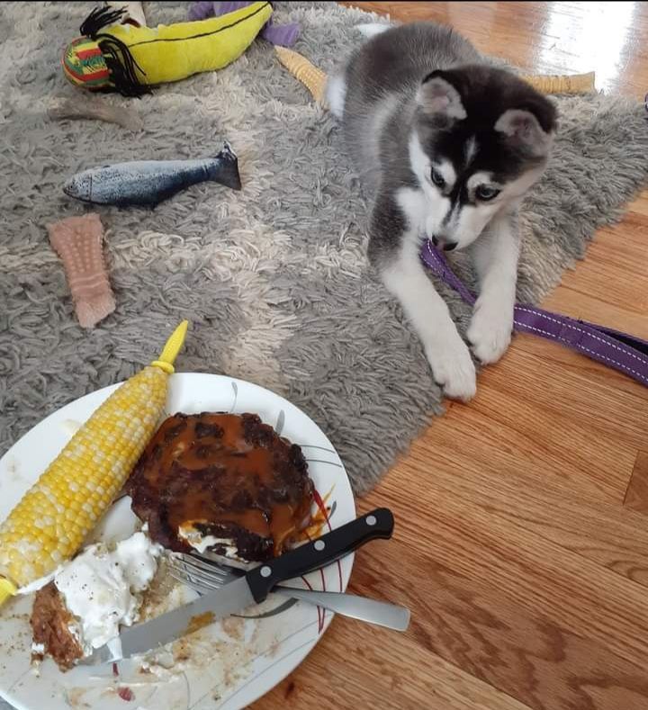 A husky puppy with a purple leash near a plate of food on a rug.