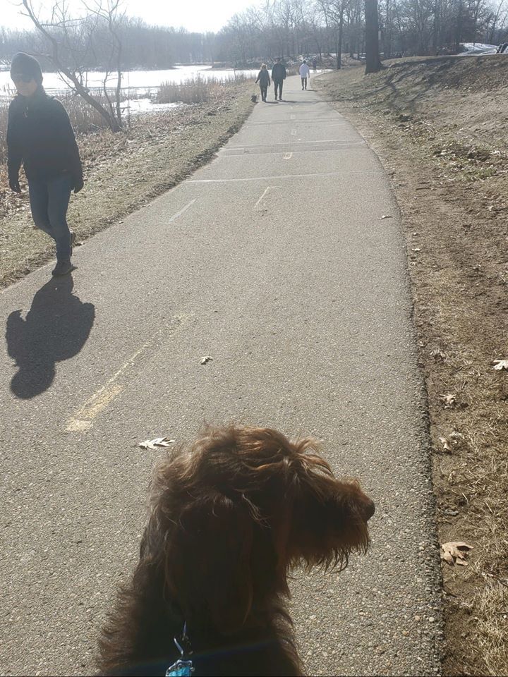 Dog walking calmly in a Metropark.