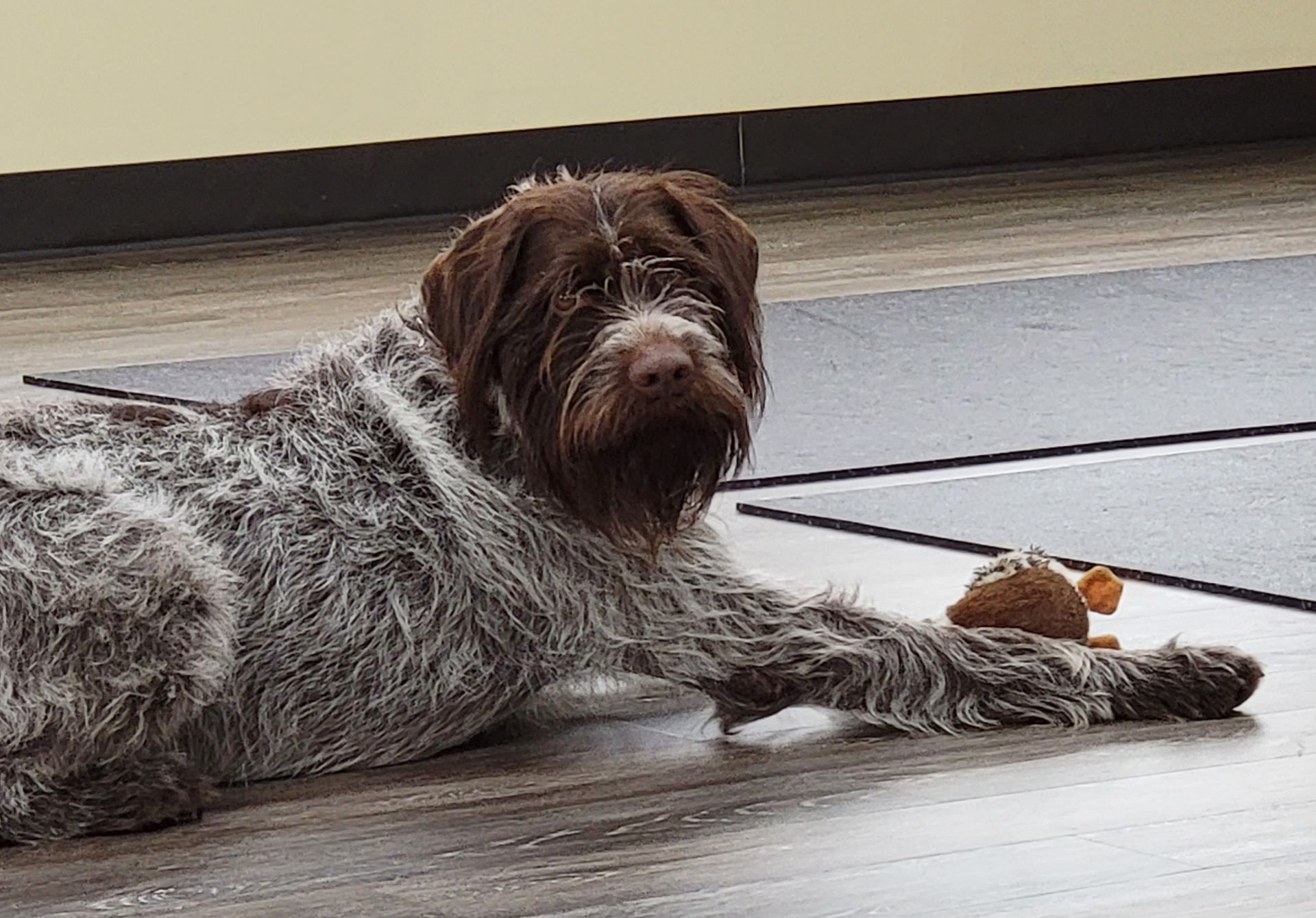 Dog with brown and white wiry fur lies down, reaching for toy on a wood floor.