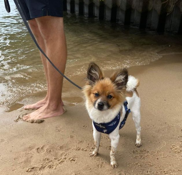 Bandit on the beach with his dad