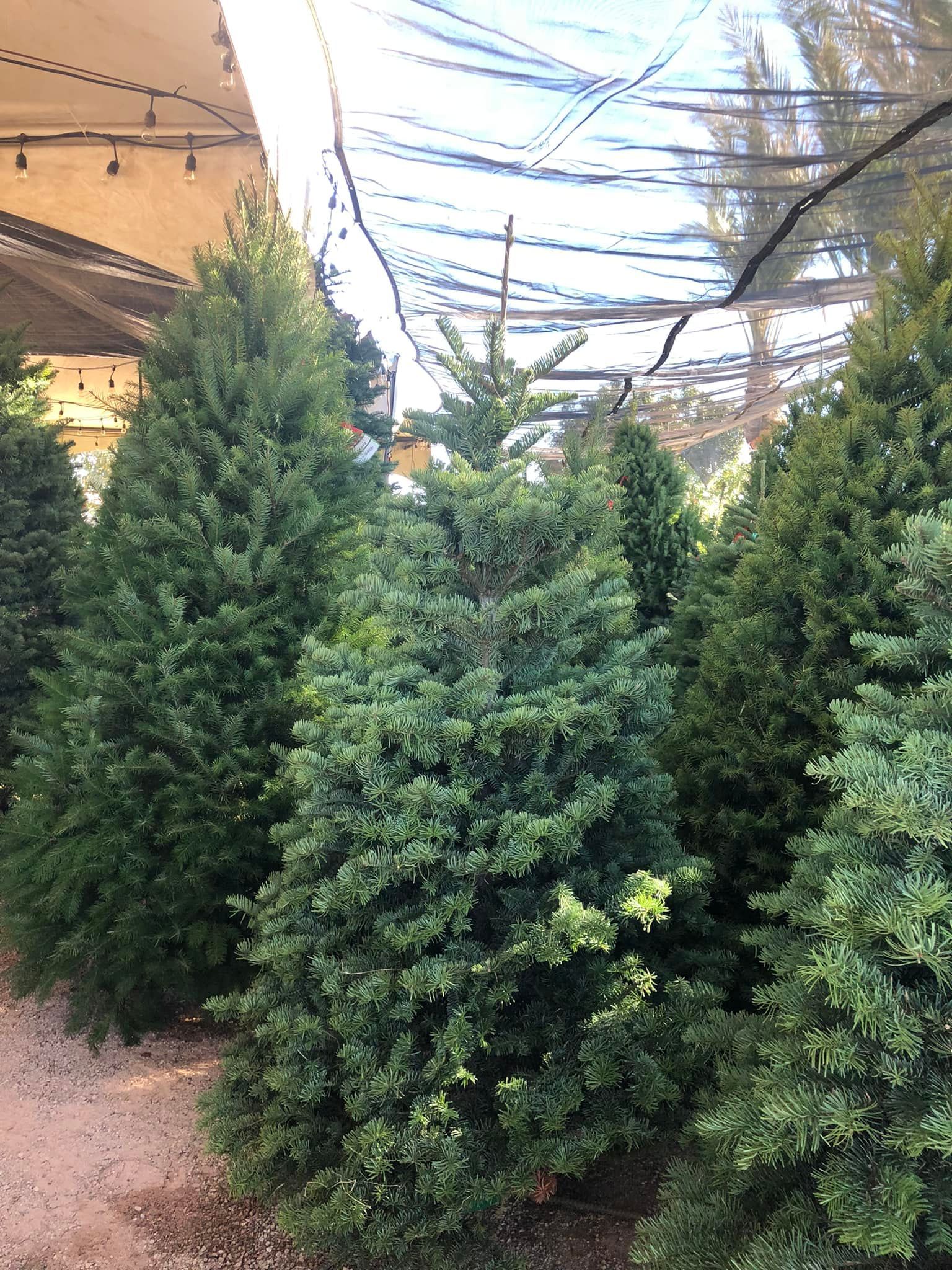 Bunch of Christmas Trees — San Tan Valley, AZ — Cool Trimmings