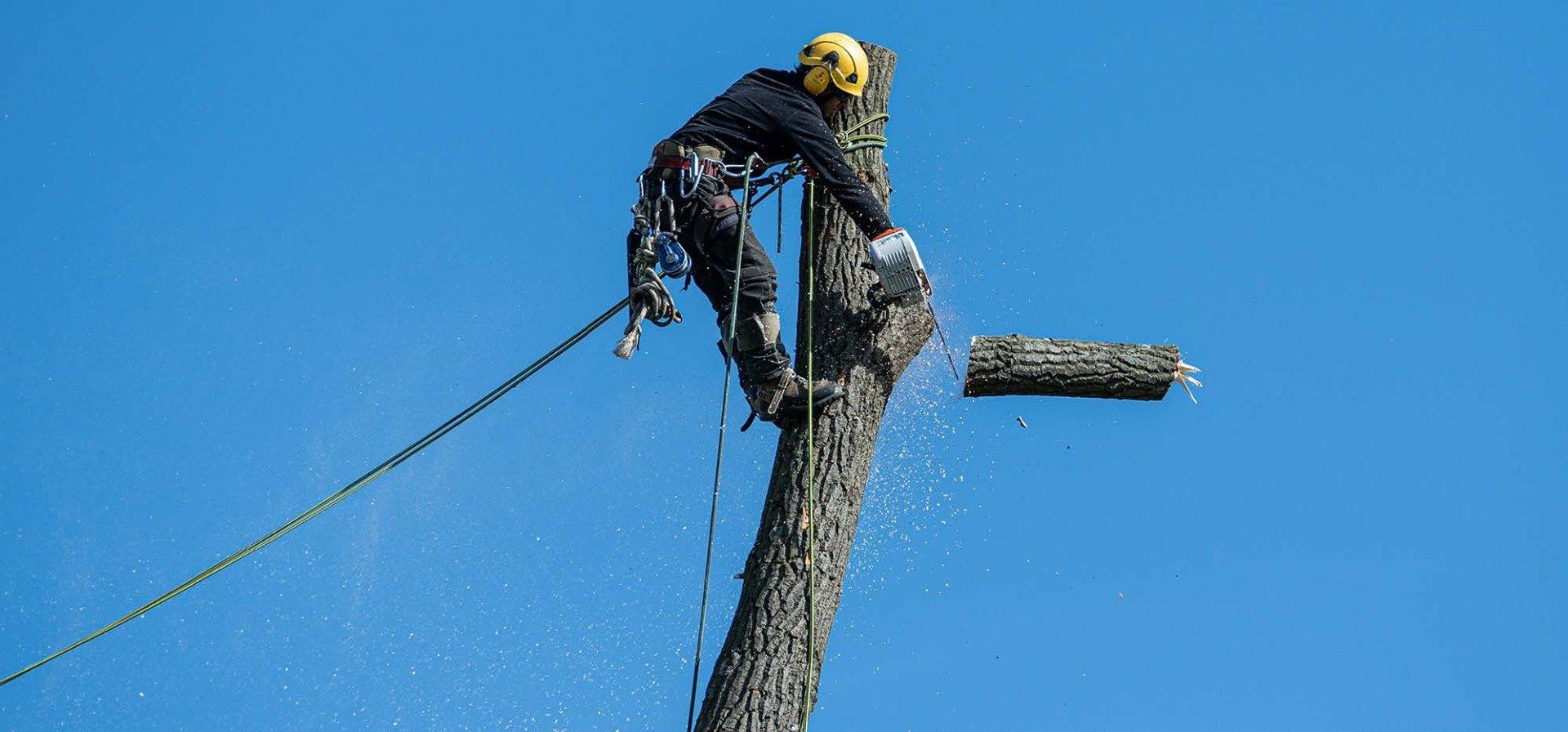 A man is climbing a tree with a chainsaw.
