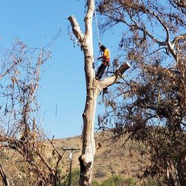 A man is climbing a tree with a chainsaw.