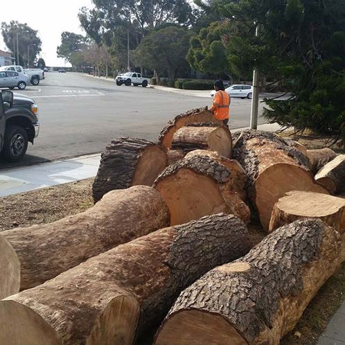 A pile of logs is sitting on the side of the road